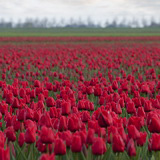 Flowering tulip fields in Zeeland